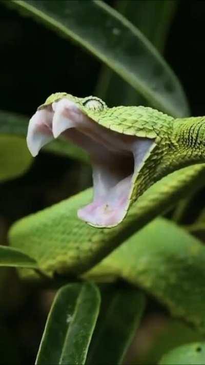 This is a Green Bush Viper Yawning