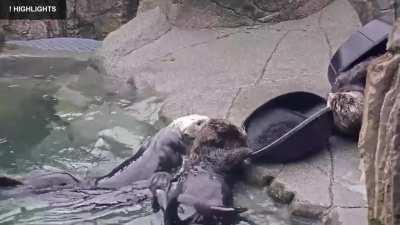 Battle of the Buckets (Sea Otters, Vancouver Aquarium)