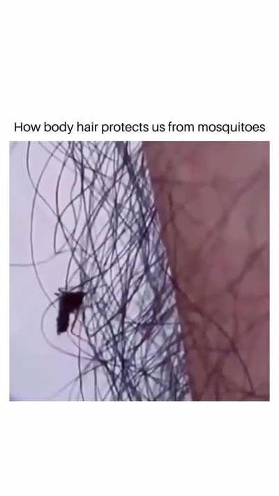 How body hair protect us from mosquitoes