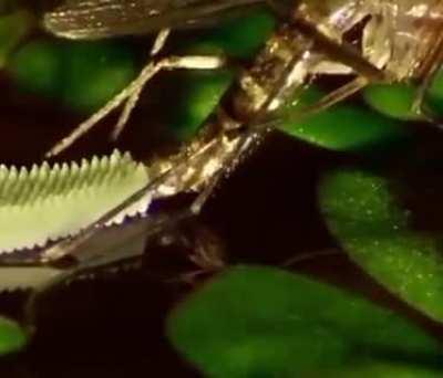 Close up of mosquito laying eggs