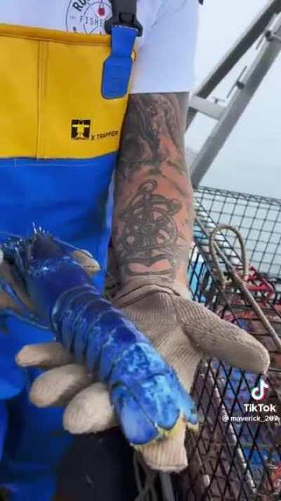 Catching a rare blue lobster