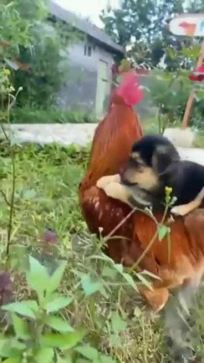 Puppy on rooster