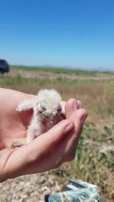 Baby burrowing owl heard our research team walking around above ground and wandered out of its underground desert burrow to check out the commotion. It's parents we're out hunting so we quickly put the little guy back into its burrow after snapping a few 