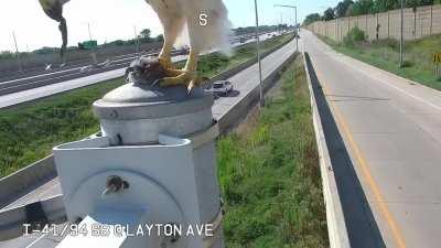 Hawk lands in front of camera and eats rat it just caught graphic.