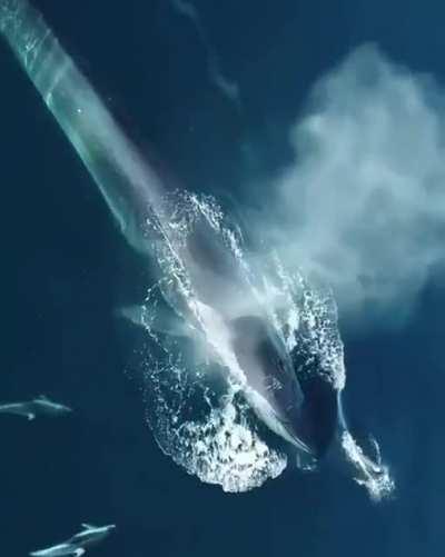 🔥 Whale and Dolphins swimming together 🔥