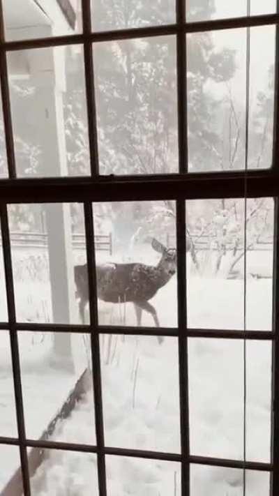 I think the dears wanted to come inside