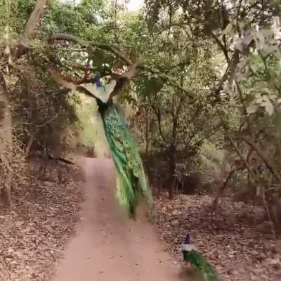 Peacock taking off India