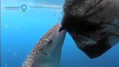 Whale Shark (Rhincodon typus) sucking fish from a net