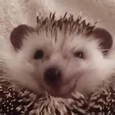 (+6615) Angry hedgehog smiles after getting treat