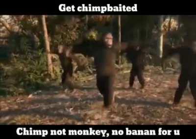 This video = not chimpbait 🙈🙉🙊