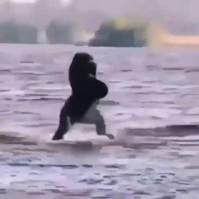 Gorilla tries to proudly run into cold water, regrets it, then tries to walk it off as if nothing bad happened