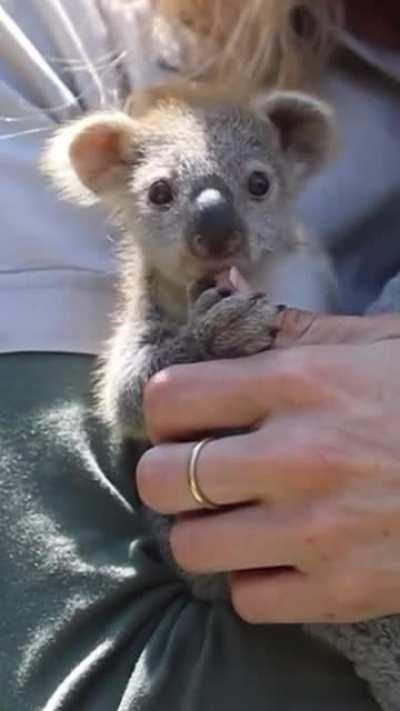 The cutest koala baby you will ever see