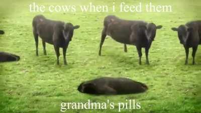 grandma can't find her pills🙄🙄😏😏😋