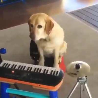 musical talent