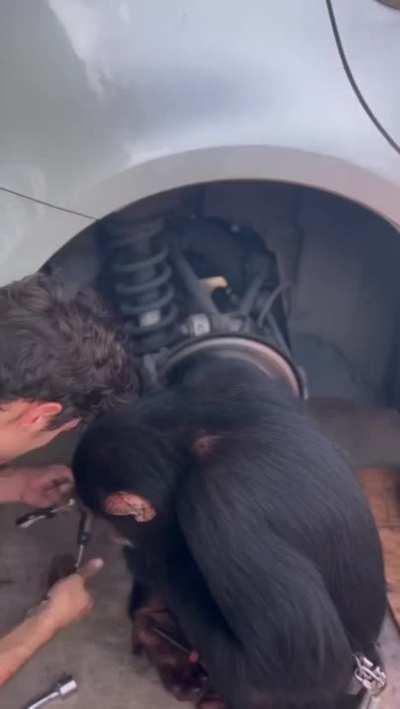 Chimpanzee helps out a mechanic