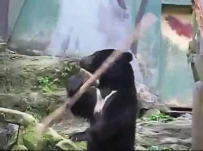 Black Bear with amazing skills