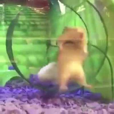 Please help your hamster before it gets hurt