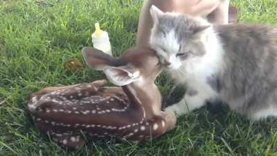 Baby fawn making friends with kitty