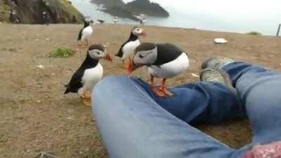 The managers at this bird sanctuary thought that the Puffins might become timid given the lack of visitors lately