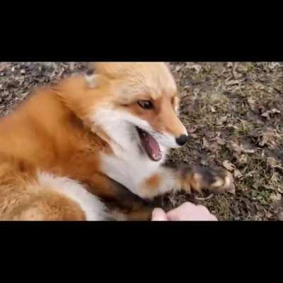 foxy laughing