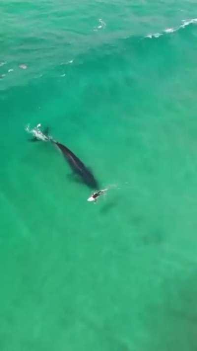 A whale 'surfing' with the wave