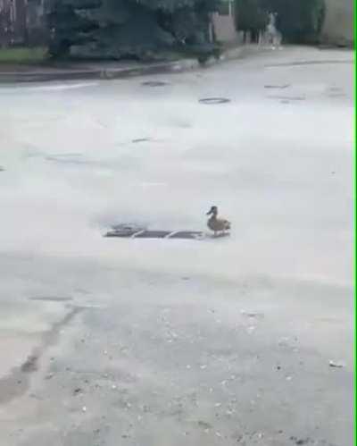 Look Some Duck