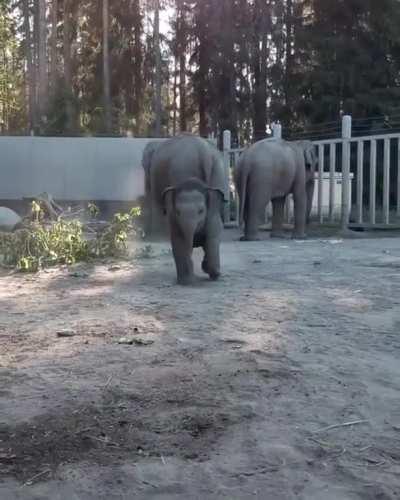 Say hello to the three months old baby elephant Prince!