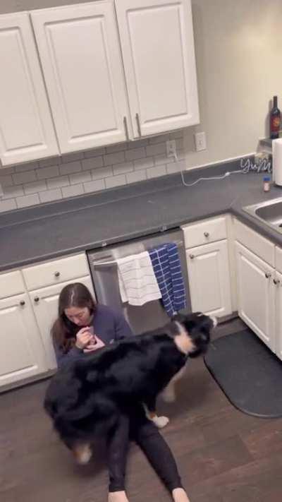 Service dog takes care of owner like a real pro.