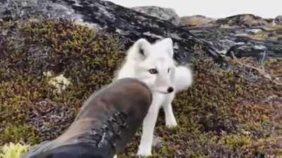 professional photographer encounters a wild arctic fox