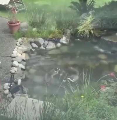 Does anyone know what kind of Koi that is ?