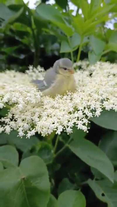 oh to be a blue tit relaxing on elderflower