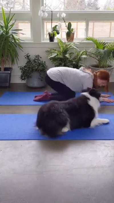 Cute yoga partner..