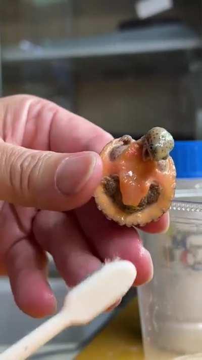 Baby turtle appears to be ticklish while being cleaned with toothbrush