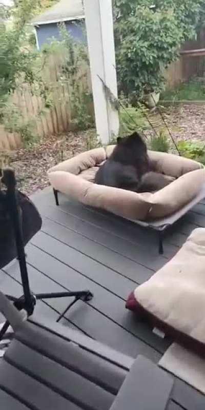 I surprised my bear. He's just recently learned that beds are comfy.