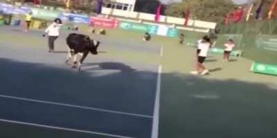 Cow walks onto tennis courts during a tournament