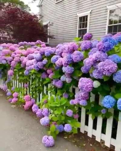 The range of colors of these Hydrangea flowers