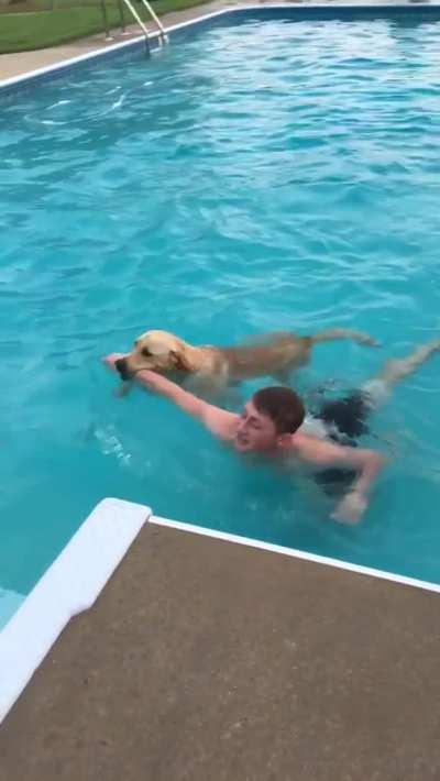 Every time someone is in the pool he’ll jump in and rescue them