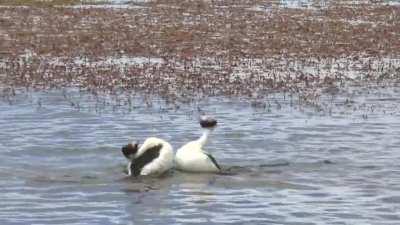 Hooded grebe courtship dance