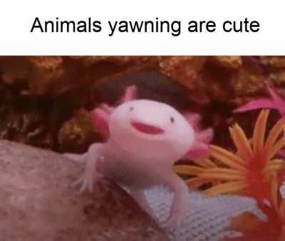 Axolotls are life