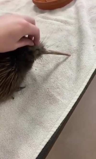 Just the mere presence of the kiwi