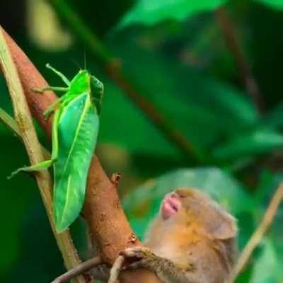 A Pygmy Marmoset fascinated by an insect