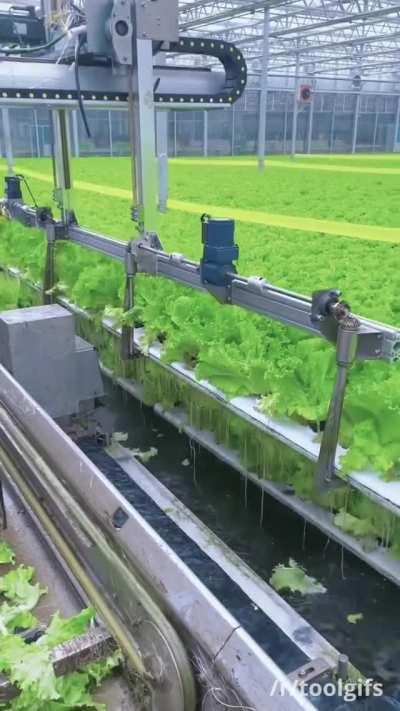 Hydroponic lettuce farm