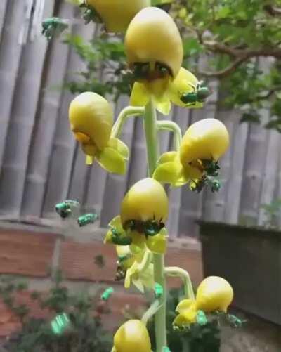 A group of Orchid Bees pollinating a flower. Orchid bees are known for their shiny metallic coloration.