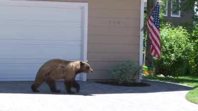 Man and bear scare the crap out of each other