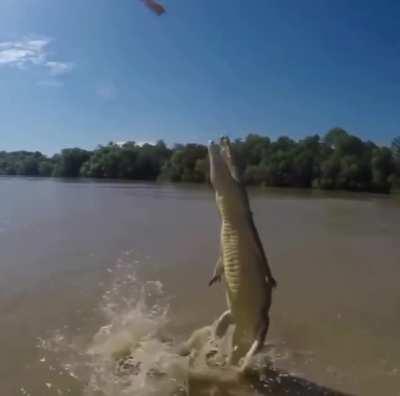 Female crocodile propels her entire body