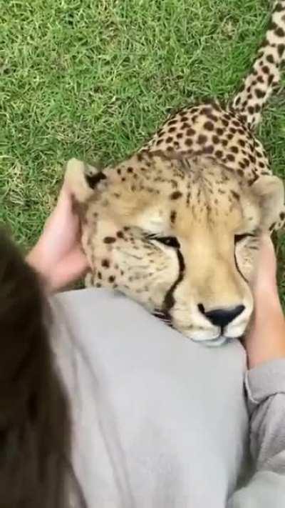 Cheetah getting ear rubs!