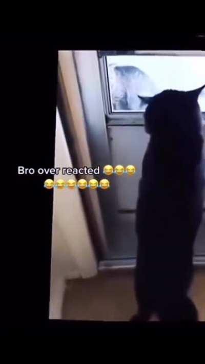 Cat throws tantrum 😂.