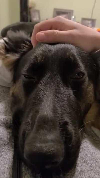 She's not allowed on the bed but mom's not home and I'm a sucker for this sweet face.