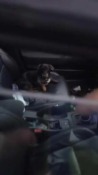 Dog locks his owner out of car