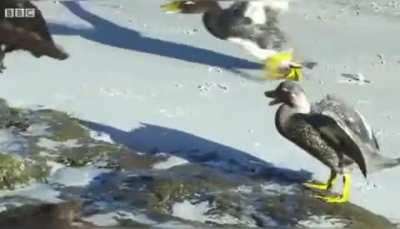 Steamer ducks save a penguin chick from a group caracaras